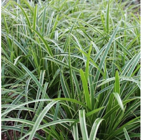 Carex morrowii 'ice dance' p9 - 223 - Siergrassen