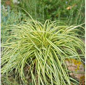 Carex osh. 'evergold' p9