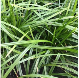 Carex morr. 'Irish green' p9