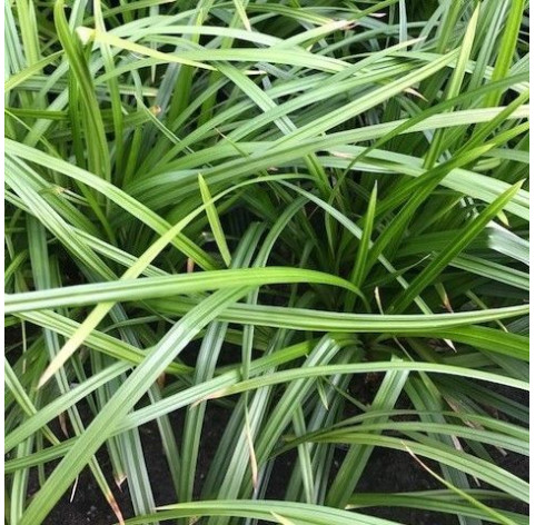 Carex morr. 'Irish green' p9 - 227 - zegge