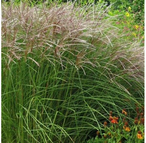 Miscanthus sinensis 'Kleine Fontäne' p9 - 241 - 