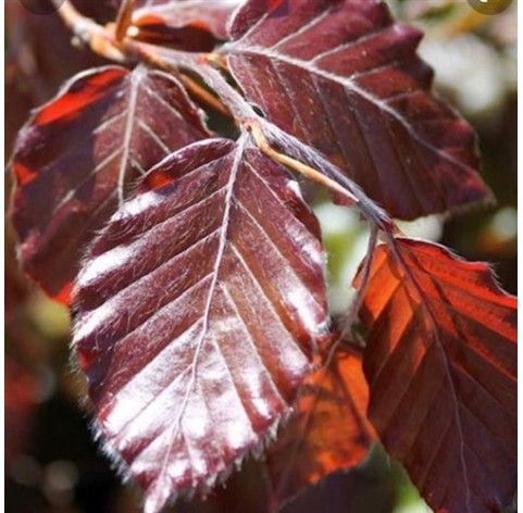 Fagus sylvatica atropunicea 60/80cm bote wortel - 249 - 