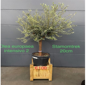 Olea Europaea 18/20 cm...