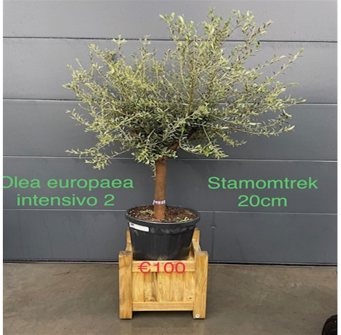 Olea Europaea 18/20 cm stamomtrek - 276 - Olijfboom  excl....