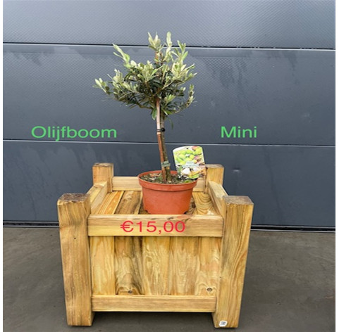 Olea Europaea mini 4/6 cm stamomtrek - 281 - Olijfboom excl....