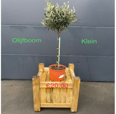 Olea Europaea  klein 6/8 cm stamomtrek - 282 - Olijfboom  excl....