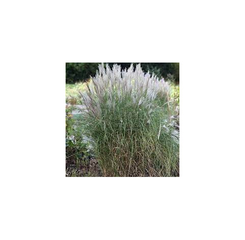 Miscanthus sinensis 'Kleine Silberspinne' p9 - 287 -...