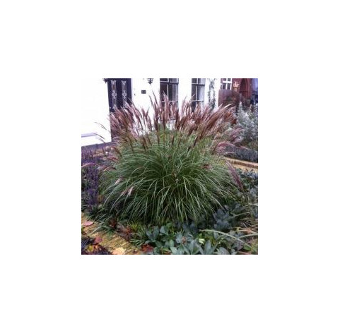 Miscanthus sinensis 'Red Chief' p9 - 288 - prachtriet,...