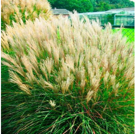 Miscanthus sinensis 'Yaku...