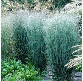 PANICUM VIRGATUM 'HEAVY...