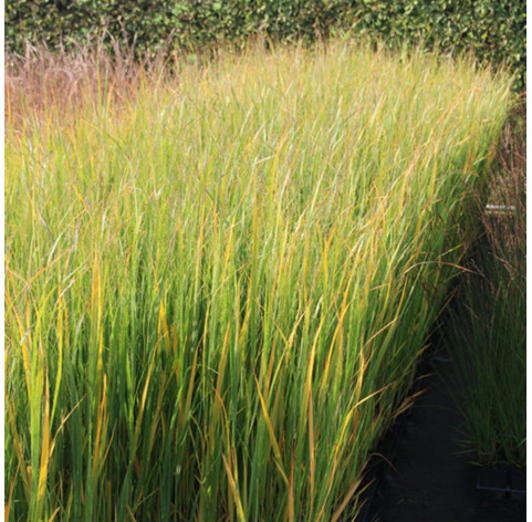 PANICUM VIRGATUM 'NORTHWIND' p9 - 294 - Sierplant