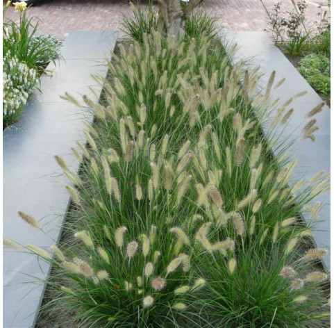 Pennisetum alopecuroides 'Little Bunny' p9 - 297 - 