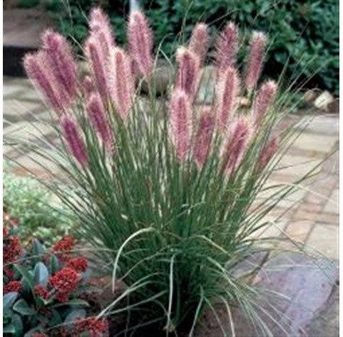 pennisetum alopecuroides red head p9 - 298 - siergras