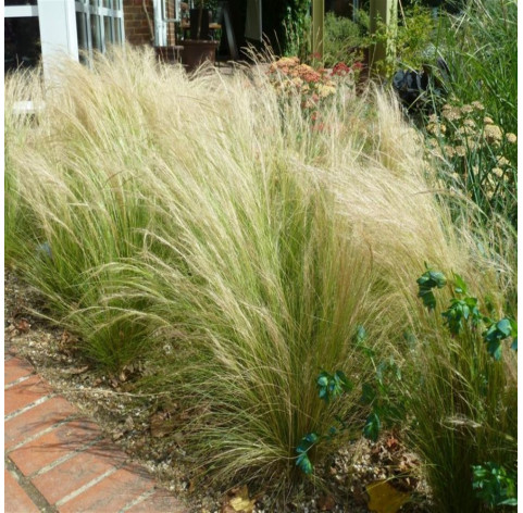 Stipa tenuifolia p9 - 301 - vedergras