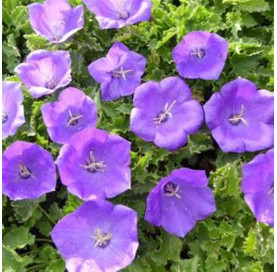 campanula carpatica blaue...