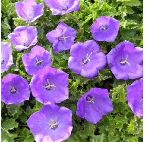 campanula carpatica blaue clips p9 - 304 - 