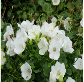 campanula carpatica '...