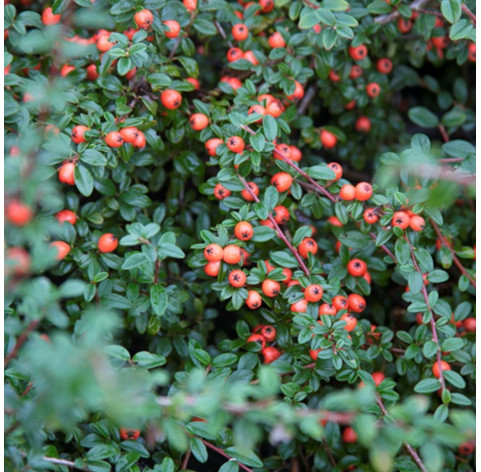 cotoneaster 'dammeri' p9 - 306 - dwergmispel