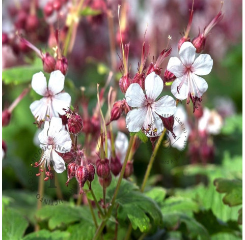 Geranium macrorrhizum 'Spessart' p9 - 307 -...