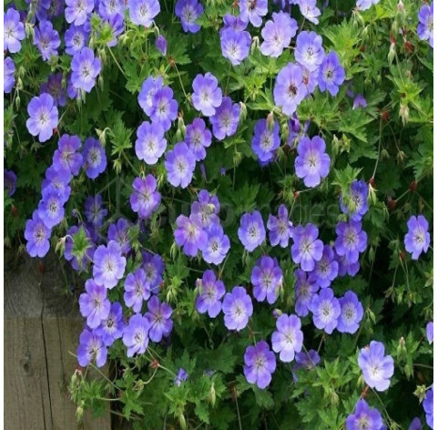 geranium 'rozanne' p9 - 309 - ooievaarsbek