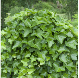 hedera helix hibernica p9