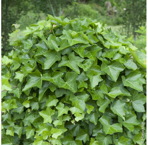 hedera helix hibernica p9 - 312 - klimplanten