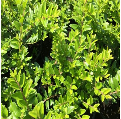 Lonicera nitida 'Maigrun' p9 - 320 - 