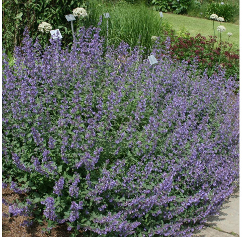 Nepeta faassenii 'Walkers Low' p9 - 321 - 