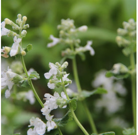 Nepeta faassenii...