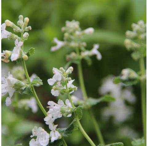 Nepeta faassenii 'snowflake' p9 - 322 - 