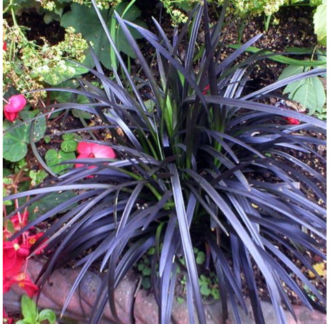 Ophiopogon planiscapus 'Niger' p9 - 323 - 