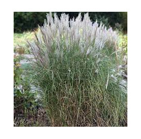 Miscanthus sinensis 'Kleine...