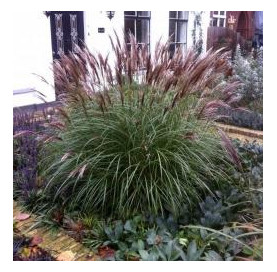 Miscanthus sinensis 'Red...