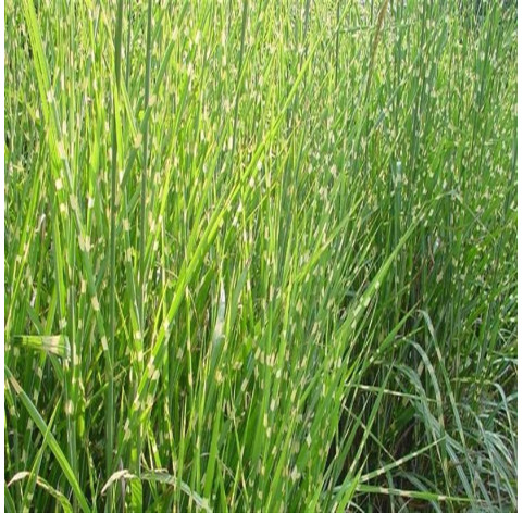 Miscanthus sinensis 'Strictus' c2 - 336 - Prachtriet
