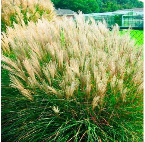 Miscanthus sinensis 'Yaku Jima' c3 - 337 - prachtriet