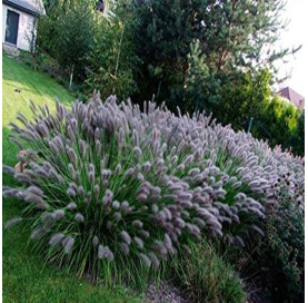 PENNISETUM ALOPECUROIDES...