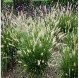 Pennisetum alopecuroides...