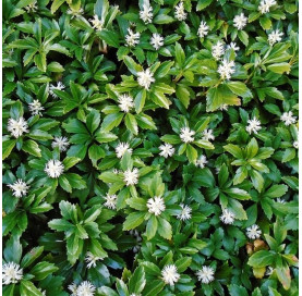 pachysandra terminalis p9