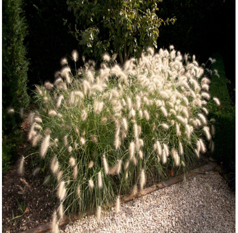 Pennisetum villosum c2 - 345 - lampenpoetsersgras