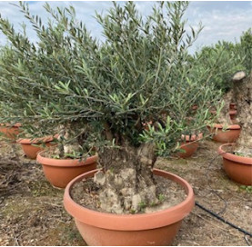 Olea Europaea  in...