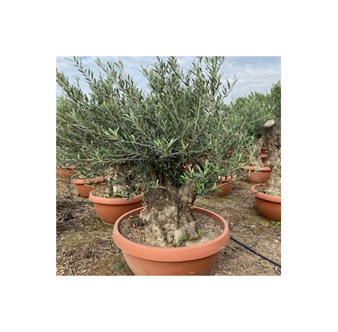 Olea Europaea  in sierschaal 60/80 cm stamomtrek - 382 -...