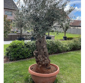 Olea Europaea  80/100 cm...