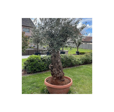 Olea Europaea  80/100 cm stamomtrek in sierschaal - 388 -...