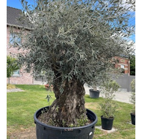 Olea Europaea  120/140 cm...