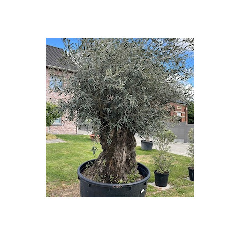 Olea Europaea  120/140 cm stamomtrek - 392 - Olijfboom...