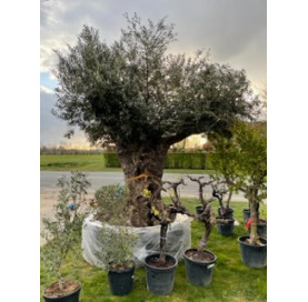 Olea Europaea  250/300 cm...