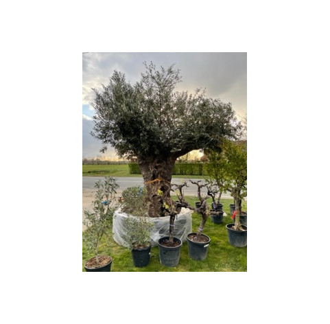 Olea Europaea  250/300 cm stamomtrek - 393 - Olijfboom...