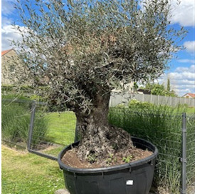 copy of Olea Europeau