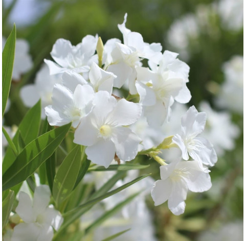 Nerium Oleander wit 90-110cm  3 stuks - 410 - Oleander