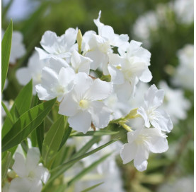 Nerium Oleander wit...